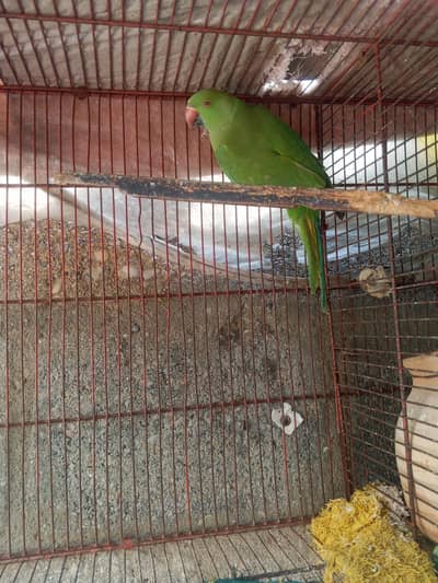Ringneck parrot