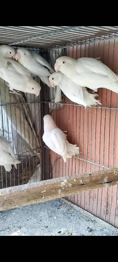 Albino Red Eye Breder Pathay Parblue Blue Fisheri Parrot Gren Lovebird