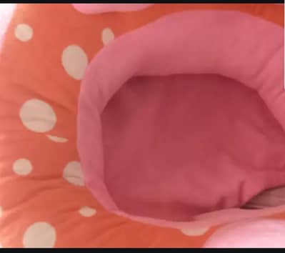 baby geras for sell very resionable price