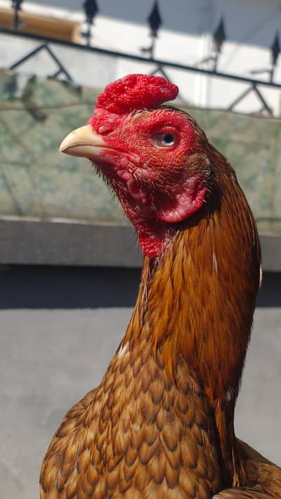 rooster peela zahreela aseel patha urgent for sale