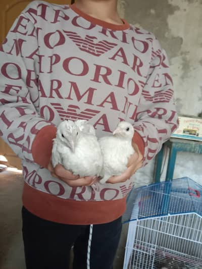 pair of batair white colour