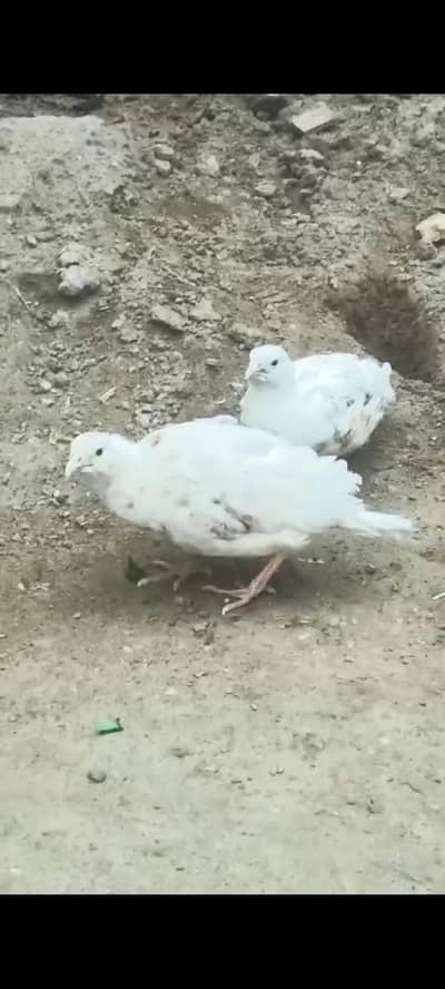 white and irani pairs