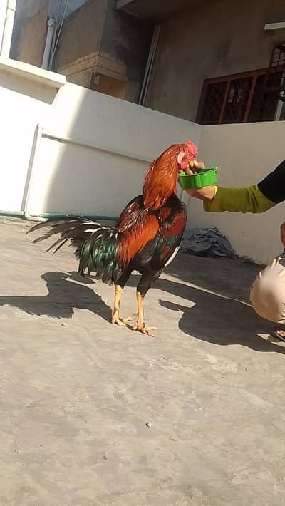 Long Heighted Aseel murga with Permoz Khush naliya mazbot jor