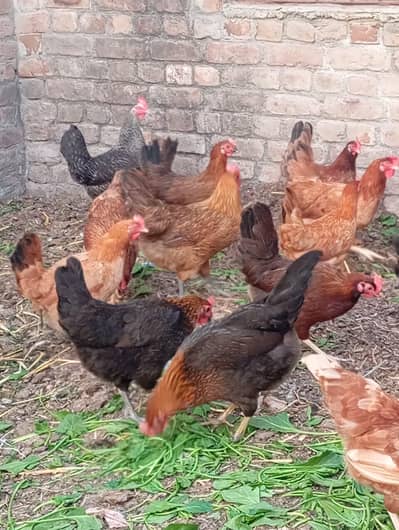 price almost final ha Baki AP ke marzi