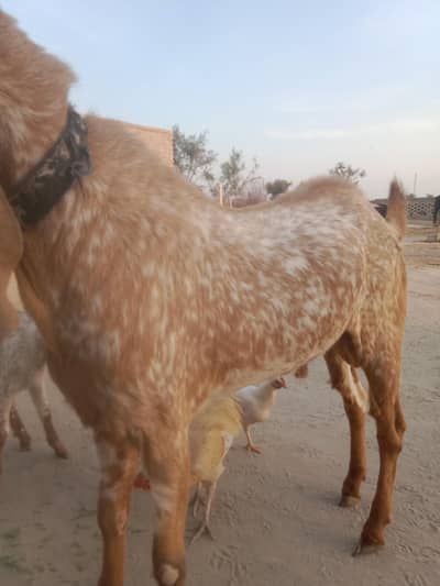 pure Makhi cheena breader Bakra