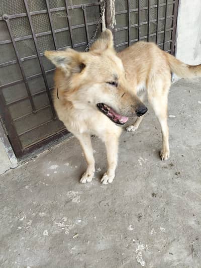 “German Shepherd Puppy for Sale – Healthy & Vaccinated