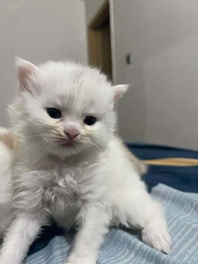 Persian kittens for sale