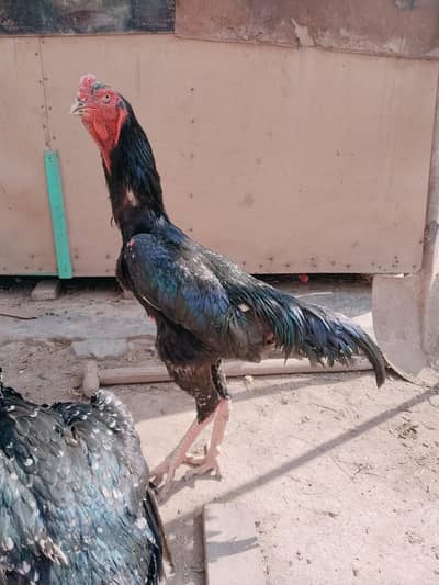 Jet Black Shamoo Male female for sale