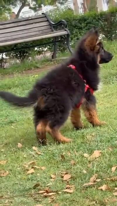 German shepherd male puppy for sale