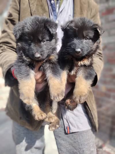 German Shepherd Puppies | GSD | Double , Long Coat Puppies