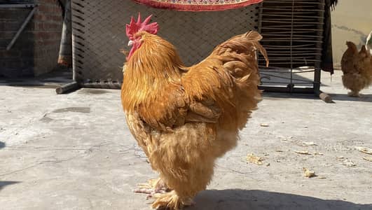 Golden buff For sale