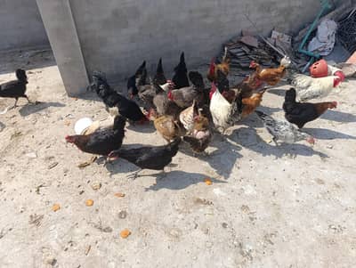 golden misri lohman+asterloop fyumi hens are for sale per piece 2000