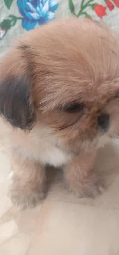 shihtzu cute puppy male