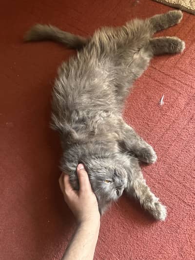 Persian cat pair for sale