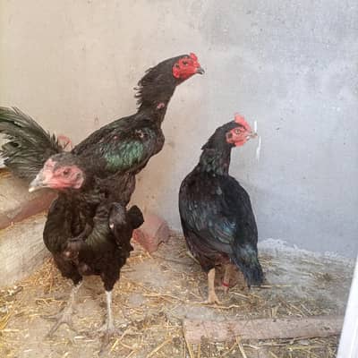 panus thai. . white shamo. . . bangum  female