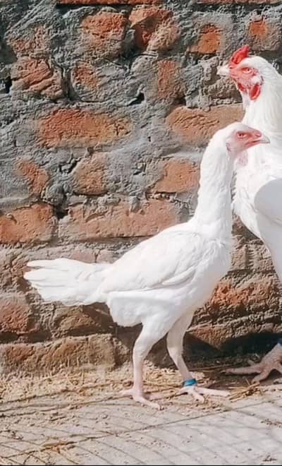 heera aseel  03324997411