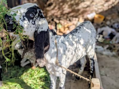 mkhi chini 3 bkriya for sale