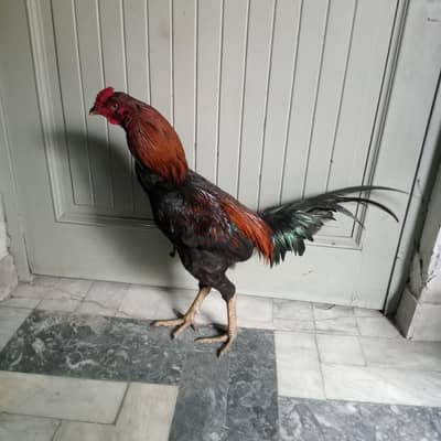 thai cross patha hy bht hi mazbut r high quality bird hy