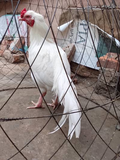 heera aseel murga.      / 03431524826