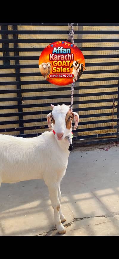 MASHALLAH GHAR KI PAIWI WI HEA HEALTH ACTIVE DOUBLE HADDI KHELNAY WALI