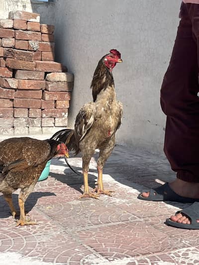 O Shamo German Import pure quality