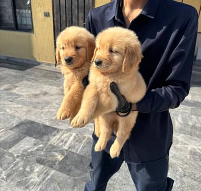KCP American golden retriever pedigree puppies | puppy/03076463306