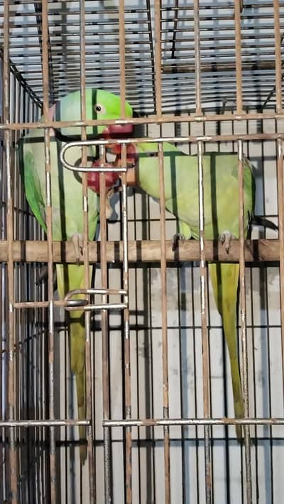 Raw talking pair female fully tamed