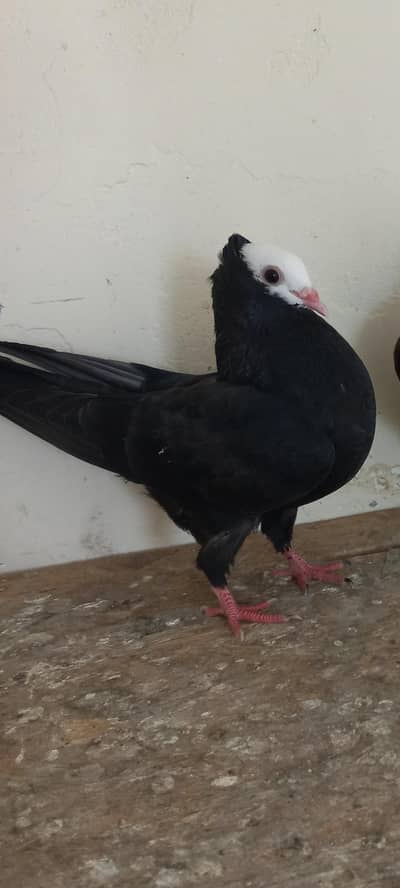 German Black Mukhi Male