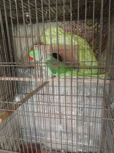Breeder pair || Parrots for sall ||