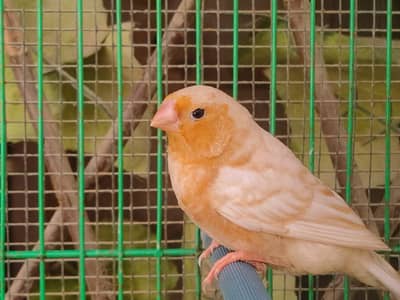 full orange orange finches