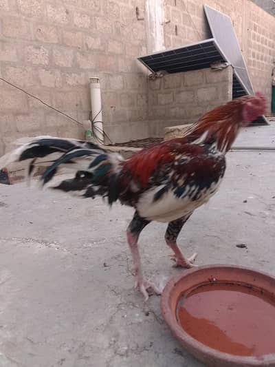 Pure Aseel Mian Wali Murgha