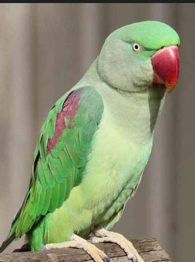 Raw Pahari Talking Females.