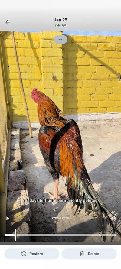 quality aseel breeder male