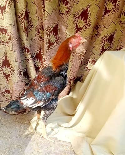 High Quality Aseel Murgha Long Heighted