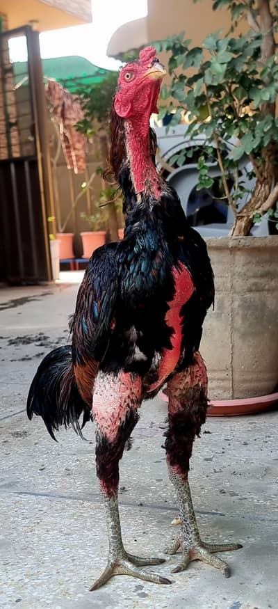 Aseel Thai | Imported Bird male | thai x hint | aseel bird/Aseel Hen