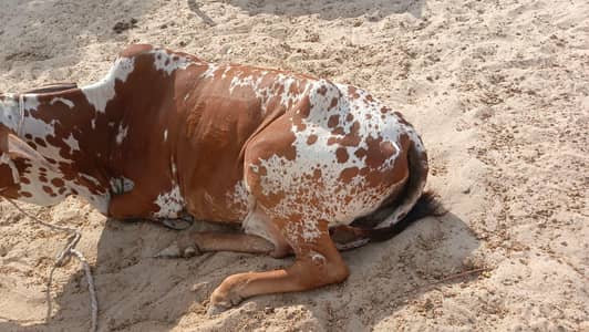 Cow  for  sale