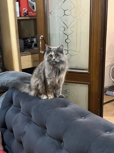 Female cat available for adoptions