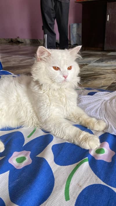 Find cat reward for 15 thousand