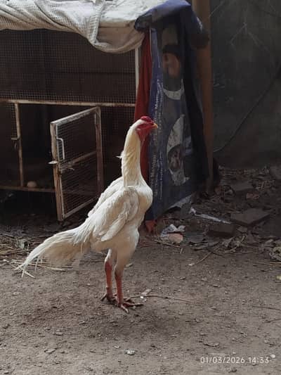 White Shamo | Aseel Shamo | Shamo Pair | Hopeland | Egg Laying Hen