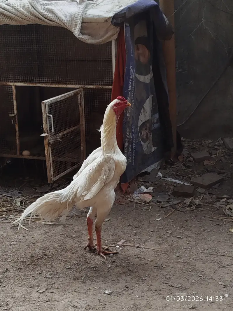 White Shamo | Aseel Shamo | Hopeland | German Shamo