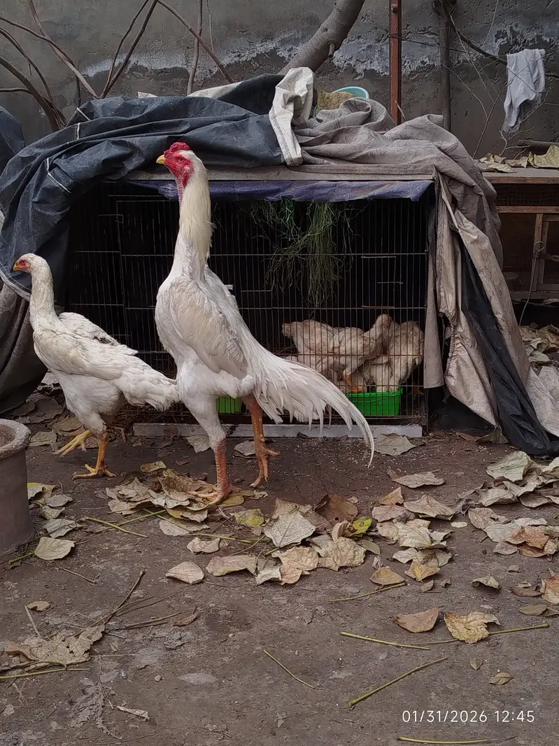 White Shamo | Aseel Shamo | Hopeland | German Shamo — photo 2