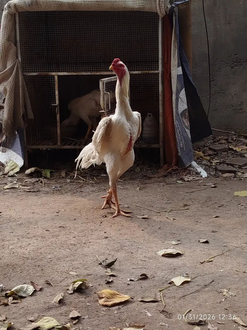 White Shamo | Aseel Shamo | Hopeland | German Shamo — photo 3