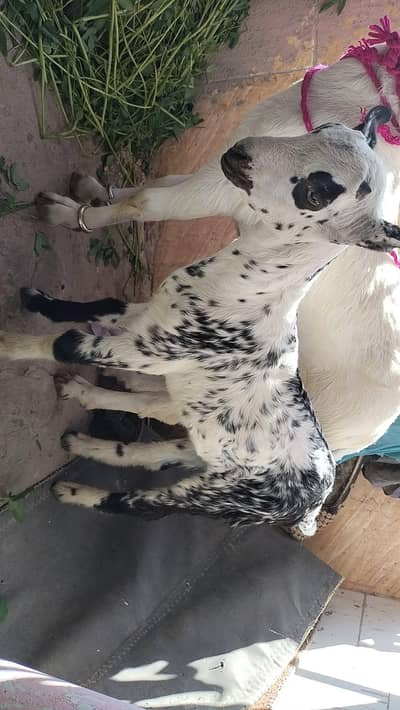 pure Burburry Breader Bakra