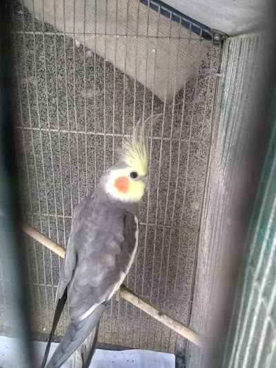 grey cocktail healthy pair