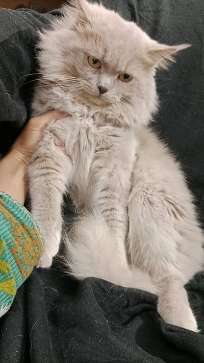 Male Persian Cat (Triple Coat) Golden, Doll Face, Call 0311,6878,904