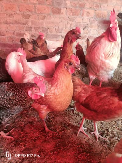 golden misri starter hens