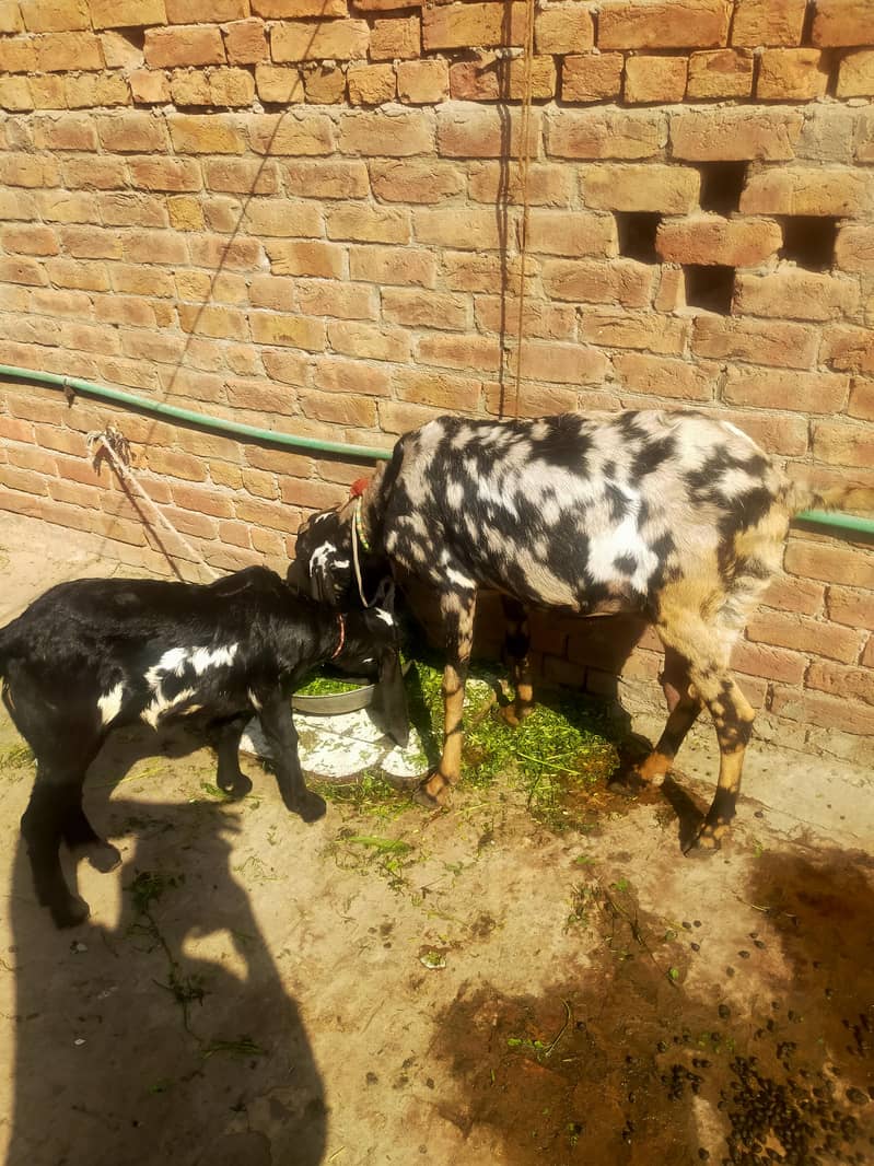 بیتل بکری فارسل دودھ والی ساتھ پٹھ 3.5 ماہ کی 0