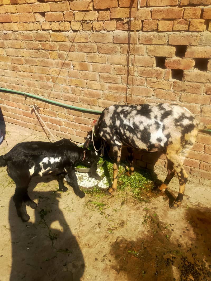 بیتل بکری فارسل دودھ والی ساتھ پٹھ 3.5 ماہ کی 1