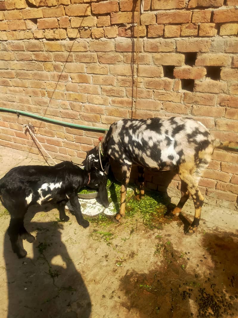 بیتل بکری فارسل دودھ والی ساتھ پٹھ 3.5 ماہ کی 2