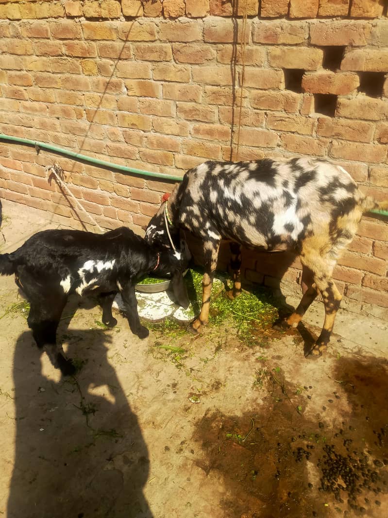 بیتل بکری فارسل دودھ والی ساتھ پٹھ 3.5 ماہ کی 3